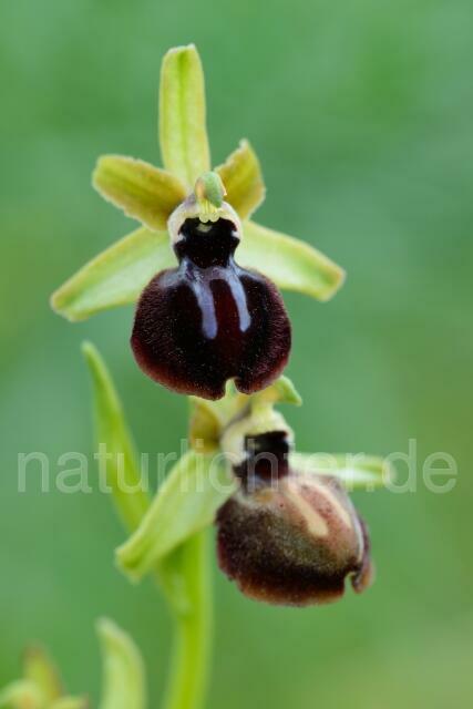 W12419  Gargano Ragwurz,Ophrys passionis - Peter Wächtershäuser