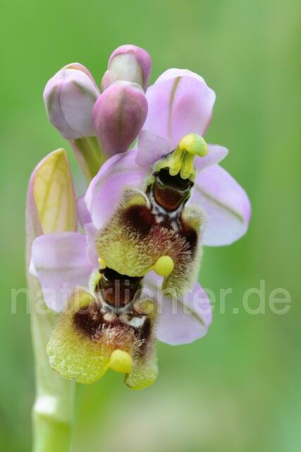 W12428 Wespen-Ragwurz,Ophrys tenthredinifera - Peter Wächtershäuser