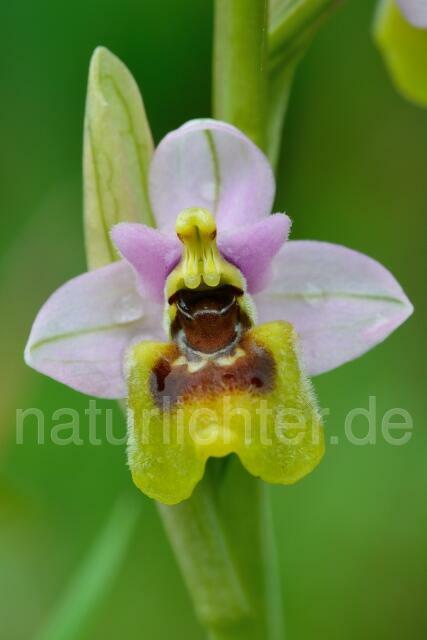 W12435 Wespen-Ragwurz,Ophrys tenthredinifera - Peter Wächtershäuser