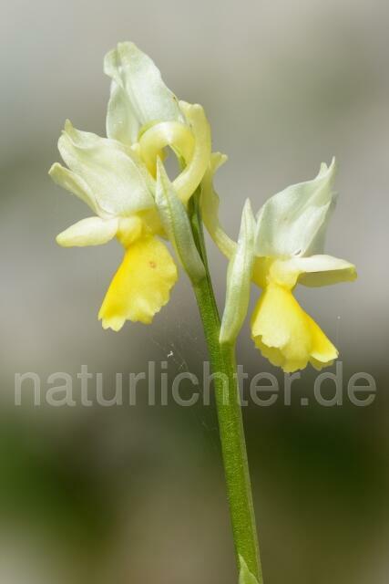 W12447 Wenigblütiges Knabe,Orchis pauciflora - Peter Wächtershäuser
