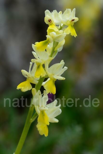 W12450 Wenigblütiges Knabe,Orchis pauciflora - Peter Wächtershäuser