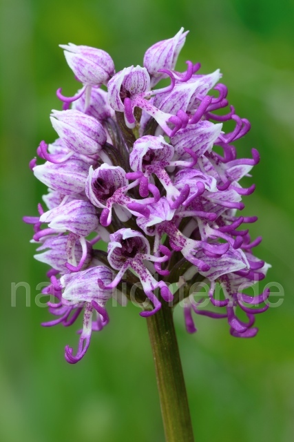 W12459 Affen-Knabenkraut,Orchis simia - Peter Wächtershäuser