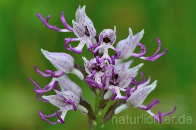 W12460 Affen-Knabenkraut,Orchis simia - Peter Wächtershäuser