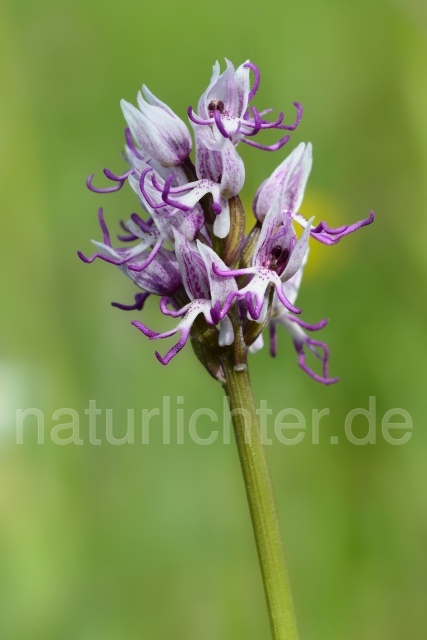 W12463 Affen-Knabenkraut,Orchis simia - Peter Wächtershäuser