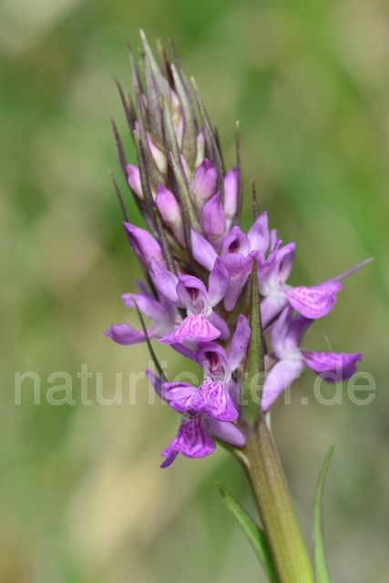 W12465 Hohe Fingerwurz,Dactylorhiza elata - Peter Wächtershäuser