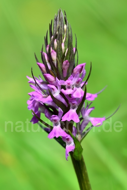 W12469 Hohe Fingerwurz,Dactylorhiza elata - Peter Wächtershäuser