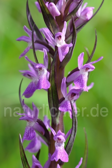 W12471 Hohe Fingerwurz,Dactylorhiza elata - Peter Wächtershäuser