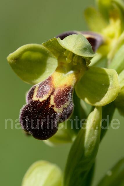 W12478 Ophrys fusca - Peter Wächtershäuser