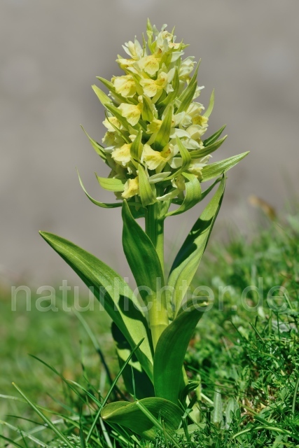 W12496 Holunder-Knabenkraut,Dactylorhiza sambucina - Peter Wächtershäuser