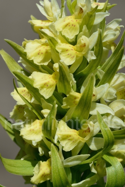 W12497 Holunder-Knabenkraut,Dactylorhiza sambucina - Peter Wächtershäuser