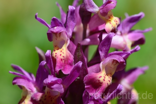 W12499 Holunder-Knabenkraut,Dactylorhiza sambucina - Peter Wächtershäuser