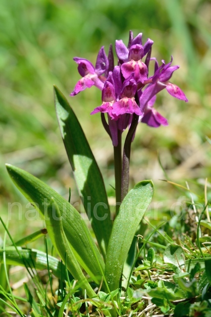 W12500 Holunder-Knabenkraut,Dactylorhiza sambucina - Peter Wächtershäuser