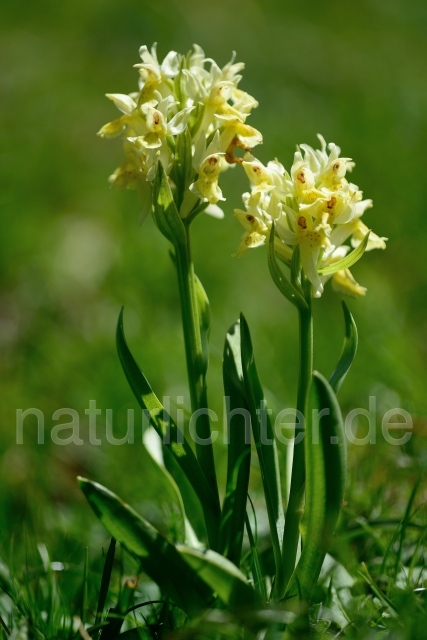 W12501 Holunder-Knabenkraut,Dactylorhiza sambucina - Peter Wächtershäuser