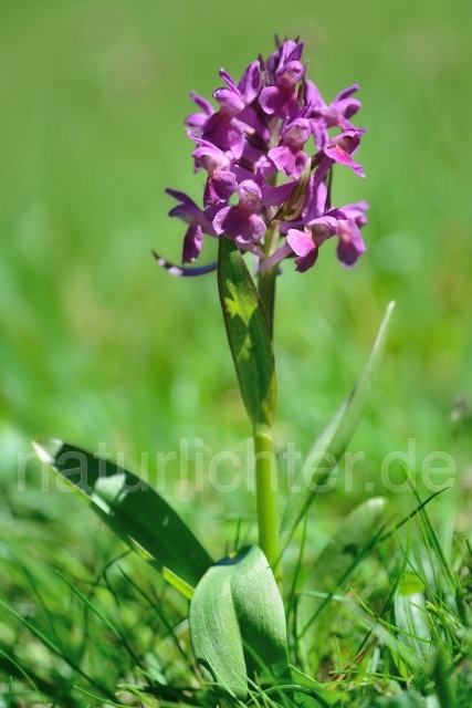 W12502 Holunder-Knabenkraut,Dactylorhiza sambucina - Peter Wächtershäuser