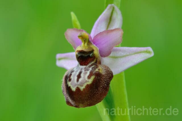 W12523 Aveyron-Ragwurz,Ophrys aveyronensis - Peter Wächtershäuser