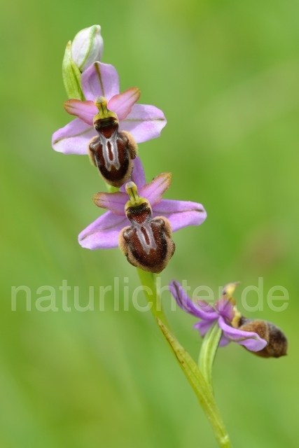 W12526 Aveyron-Ragwurz,Ophrys aveyronensis - Peter Wächtershäuser