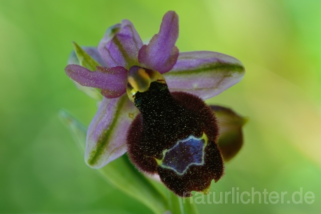 W12532 Drome-Ragwurz,Ophrys drumana - Peter Wächtershäuser
