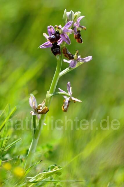 W12533 Drome-Ragwurz,Ophrys drumana - Peter Wächtershäuser