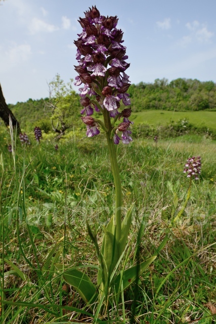 W12538 Purpur-Knabenkraut,Orchis purpurea - Peter Wächtershäuser