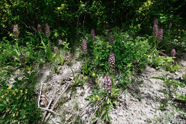 W12540 Purpur-Knabenkraut,Orchis purpurea - Peter Wächtershäuser