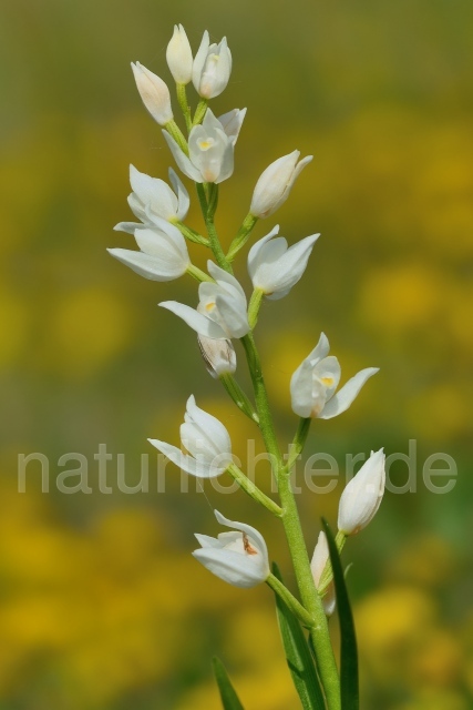 W12544 Schwertblättriges Waldvögelein,Cephalanthera longifolia - Peter Wächtershäuser