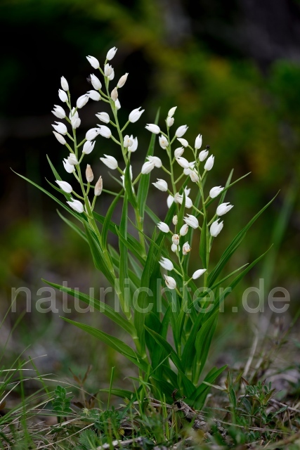 W12545 Schwertblättriges Waldvögelein,Cephalanthera longifolia - Peter Wächtershäuser