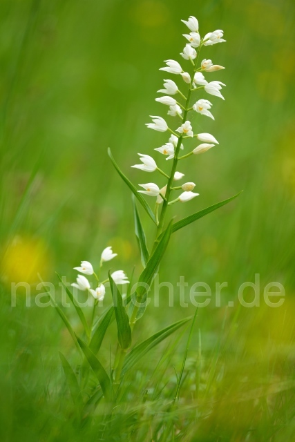 W12546 Schwertblättriges Waldvögelein,Cephalanthera longifolia - Peter Wächtershäuser