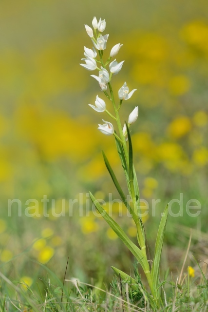 W12547 Schwertblättriges Waldvögelein,Cephalanthera longifolia - Peter Wächtershäuser