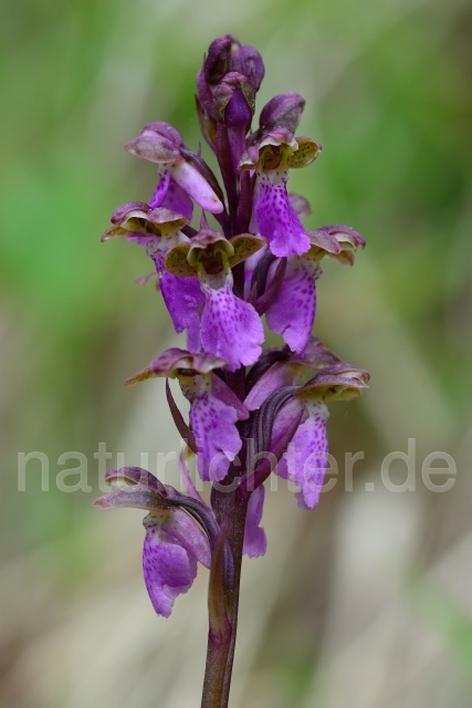 W12552 Spitzels Knabenkraut,Orchis spitzelii - Peter Wächtershäuser