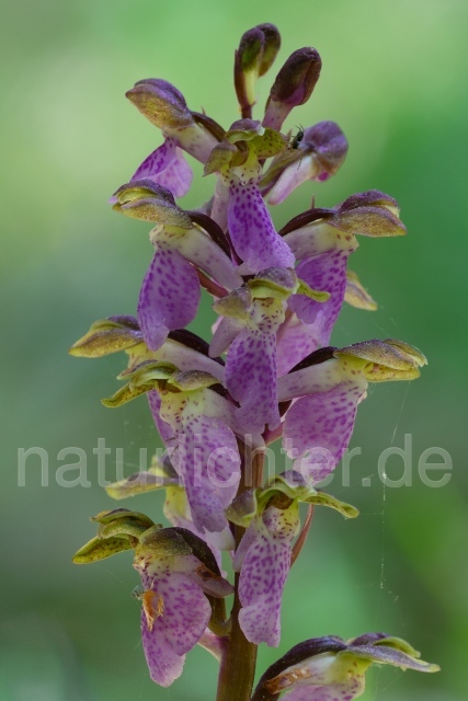 W12557 Spitzels Knabenkraut,Orchis spitzelii - Peter Wächtershäuser