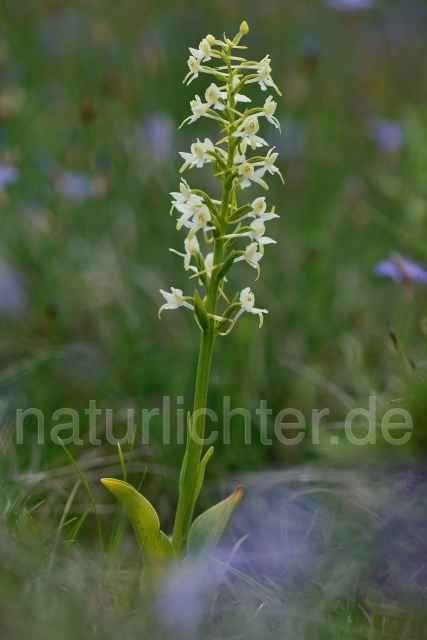 W12563 Zweiblättrige Waldhyazinthe,Platanthera bifolia - Peter Wächtershäuser