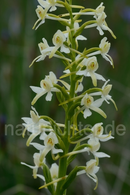 W12564 Zweiblättrige Waldhyazinthe,Platanthera bifolia - Peter Wächtershäuser