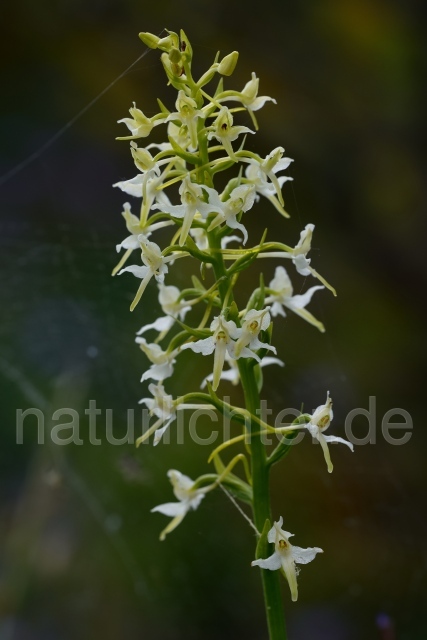 W12565 Zweiblättrige Waldhyazinthe,Platanthera bifolia - Peter Wächtershäuser