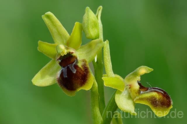 W12566 Aymonins Ragwurz x Kleine Spinnen-Ragwurz,Ophrys aymoninii x Ophrys araneola - Peter Wächtershäuser