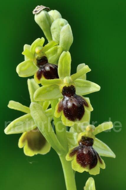 W12568 Aymonins Ragwurz x Kleine Spinnen-Ragwurz,Ophrys aymoninii x Ophrys araneola - Peter Wächtershäuser