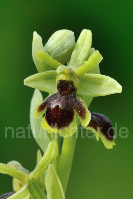 W12569 Aymonins Ragwurz x Kleine Spinnen-Ragwurz,Ophrys aymoninii x Ophrys araneola - Peter Wächtershäuser