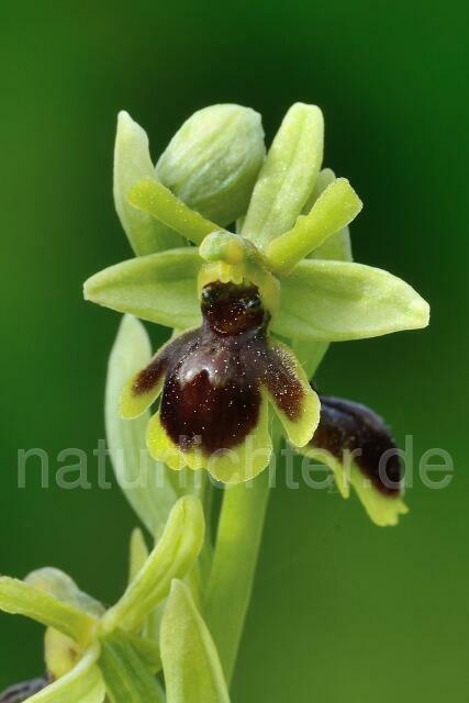 W12569 Aymonins Ragwurz x Kleine Spinnen-Ragwurz,Ophrys aymoninii x Ophrys araneola - Peter Wächtershäuser