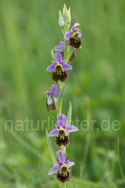 W14090  Hummel-Ragwurz,Ophrys holoserica - Peter Wächtershäuser