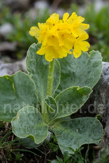 W14119 Aurikel,Primula auricula - Peter Wächtershäuser