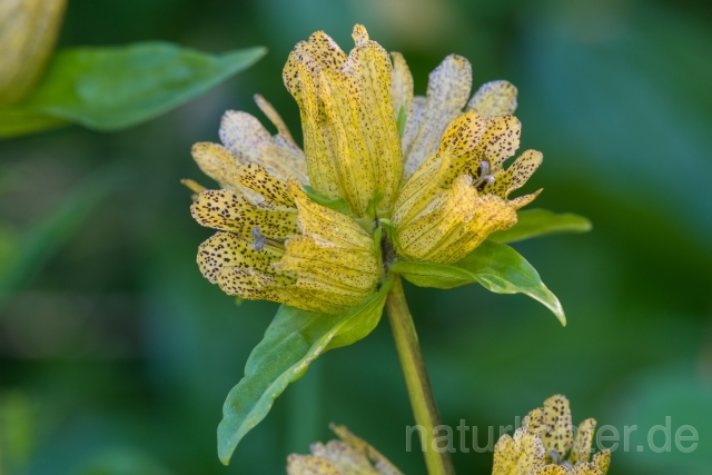 W14133 Tüpfel-Enzian,Gentiana punctata - Peter Wächtershäuser