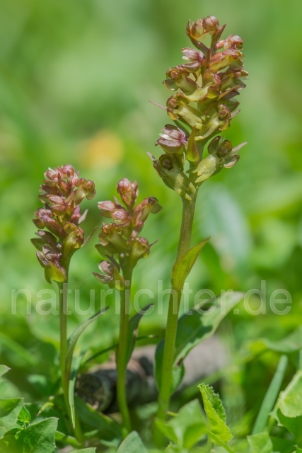 W14152 Grüne Hohlzunge,Coeloglossum viride - Peter Wächtershäuser