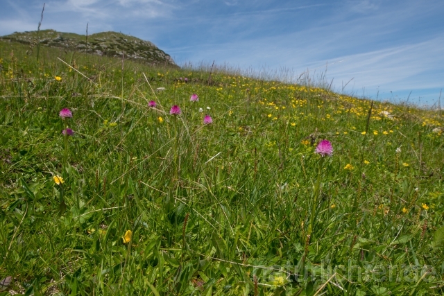 W14199 Steineralpen-Kohlröschen,Nigritella lithopolitanica - Peter Wächtershäuser