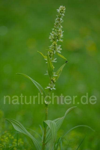 W14354 Weiße Germer,Veratrum album - Peter Wächtershäuser