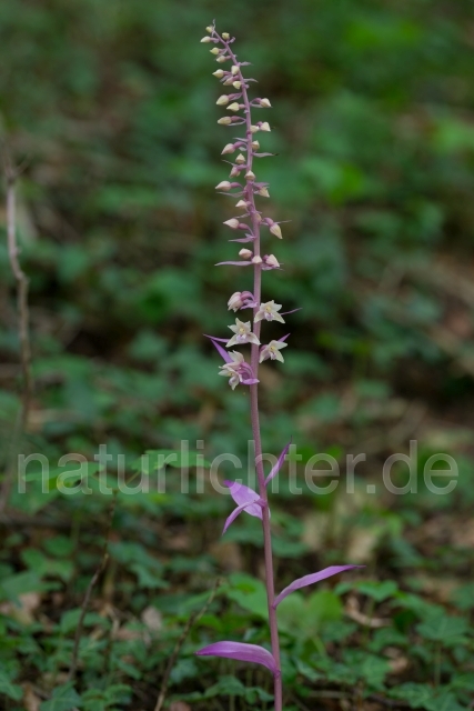 W16084 Violette Stendelwurz,Epipactis purpurata lus. rosea - Peter Wächtershäuser