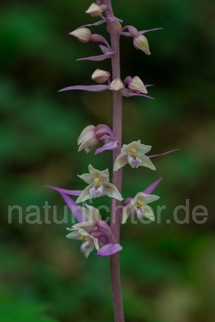 W16086 Violette Stendelwurz,Epipactis purpurata lus. rosea - Peter Wächtershäuser