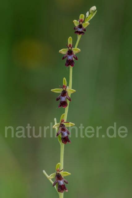 W16122 Fliegen-Ragwurz,Ophrys insectifera - Peter Wächtershäuser