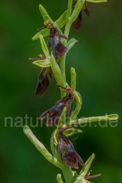W16124 Fliegen-Ragwurz,Ophrys insectifera - Peter Wächtershäuser