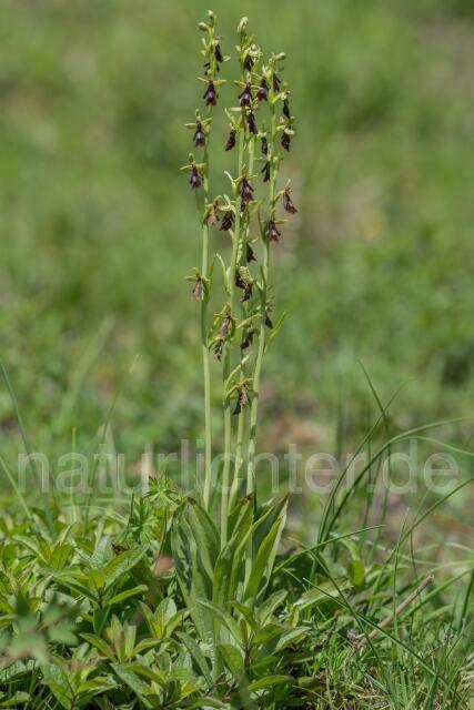 W16125 Fliegen-Ragwurz,Ophrys insectifera - Peter Wächtershäuser