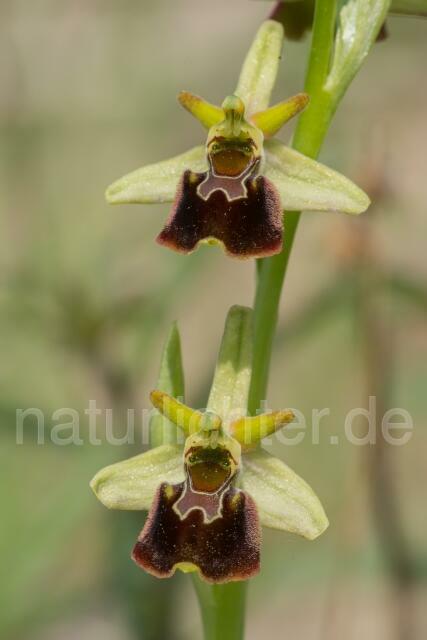 W16134 Hummel-Ragwurz,Ophrys holoserica - Peter Wächtershäuser