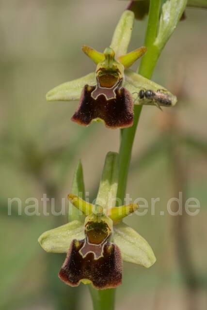 W16135 Hummel-Ragwurz,Ophrys holoserica - Peter Wächtershäuser